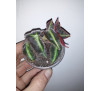 Бегонія  Лістада - полосата (Begonia  Listada )